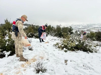 Kilis Jandarma ekipleri yaban hayvanlarını unutmadı