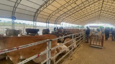 Kilis Kurbanlık Pazarında Sessizlik