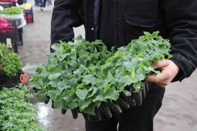 Kilis'te çiftçilere fide dağıtımı yapılacak