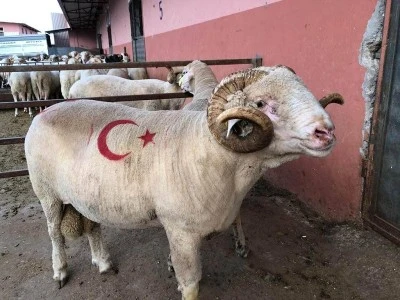 Kilis’te 2025 Yılı Kurbanlık Fiyatları Açıklandı