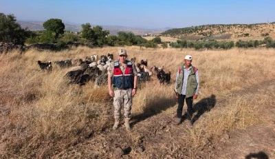 Kilis&rsquo;te 50 K&uuml;&ccedil;&uuml;kbaş Hayvan Sırra Kadem Bastı!  Jandarmadan Ka&ccedil;amadı