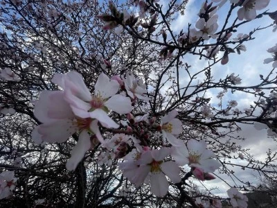 Kilis&rsquo;te Ağa&ccedil;lar Erken &Ccedil;i&ccedil;ek A&ccedil;tı