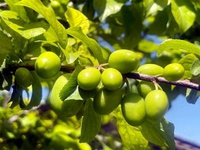 Kilis’te ağaçlar yeşil erikle buluştu