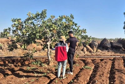 Kilis'te Antep fıstığı rekolte tahmin çalışmaları tamamlandı