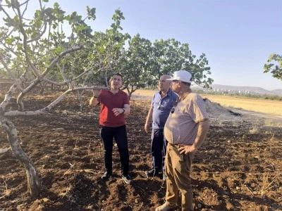 Kilis'te Antep fıstığında, kuraklık ve don zararı