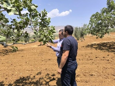Kilis'te Antep fıstığındaki bu hastalıklara dikkat!