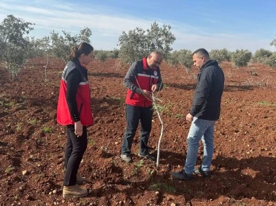 Kilis&rsquo;te Antepfıstığı &Uuml;reticilerine Uygulamalı Budama ve G&uuml;breleme Eğitimi
