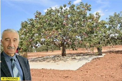 Kilis’te antepfıstığı ve üzüm kır bekçilerine emanet