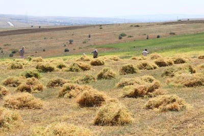 Kilis&rsquo;te Arpa, Buğday ve Mercimekte Hasat Zamanı