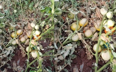 Kilis’te aşırı sıcaklar domatesleri yaktı! Çiftçi zor durumda  
