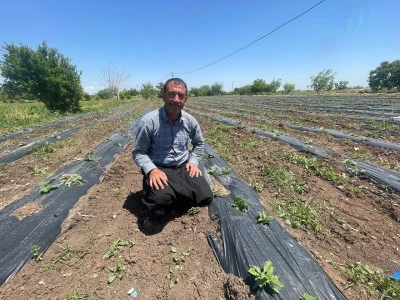  Kilis&rsquo;te Aynı Tarladan İki &Uuml;r&uuml;n Salatalık ve Patlıcan Bir Arada Yetişiyor