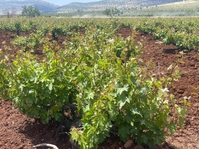 Kilis&rsquo;te Bağlar Canlandı, &Uuml;retici Verimli Sezon Bekliyor