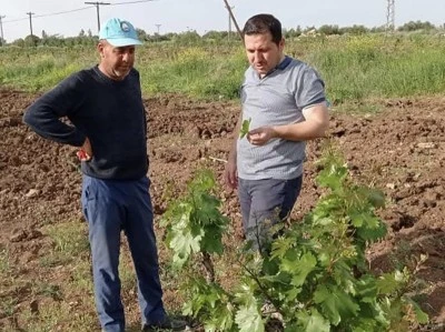 Kilis’te Bağlarda Hastalıklarla Mücadele