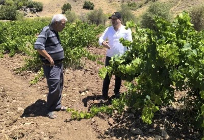 Kilis'te bağlarda külleme hastalığına dikkat!
