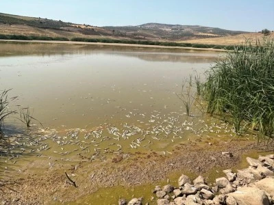 Kilis'te balıklar telef oldu