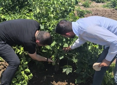 Kilis'te Biber, Bağ ve Antepfıstığı Bah&ccedil;elerinde Hastalık Alarmı! 