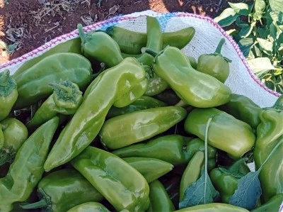 Kilis’te biber hasadı başladı