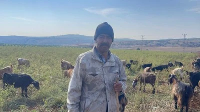 Kilis’te Biber Tarlası Keçilere Yem Oldu