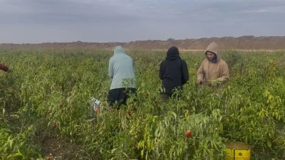 Kilis’te Biber Üretici İsyanda Bu Yıl Para Kazanamadı
