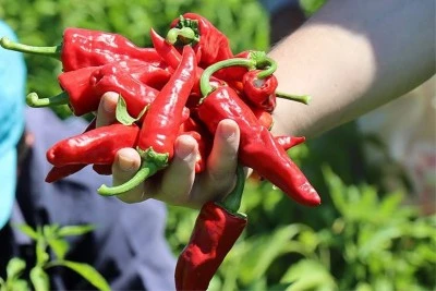 Kilis’te bir ilk! Hasanceli’de Biber Festivali gerçekleşecek