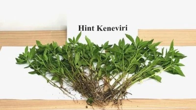 Kilis'te bir köyde Hint keneviri ele geçirildi