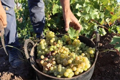 Kilis'te bir zamanlar 42 çeşit üzüm vardı