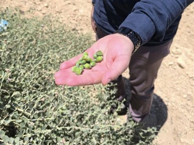 Kilis’te bir zamanlar çocukların ekmek teknesiydi