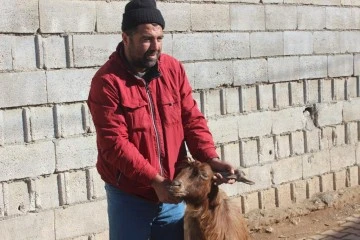 KİLİS'TE BOYNUZ KULAĞI GEÇTİ