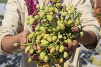 Kilis'te Boz Antep Fıstığı Hasadı Başladı