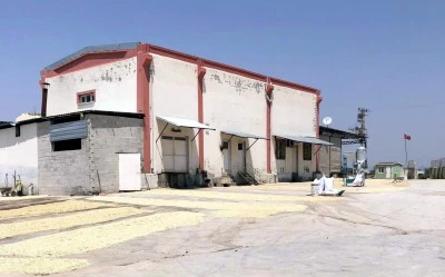 Kilis’te boz fıstıkları kavlatma işlemi başladı