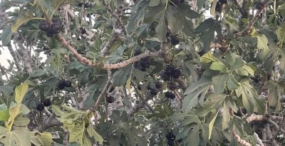  Kilis'te Bu İnciri G&ouml;renler Şaşırdı
