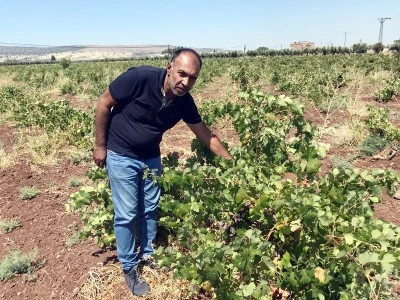 “Kilis’te bu yıl rekoltemiz çok düşük”