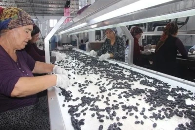  “Kilis’te Bu Yıl Üzümde Yüzde 80 Kayıp Yaşandı!”