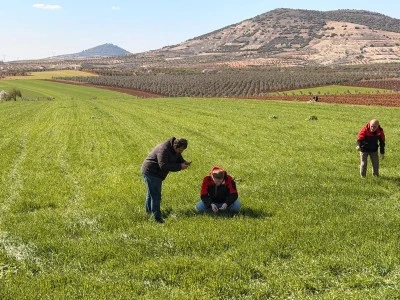 Kilis&rsquo;te Buğday ve Arpa Tarlalarında Hastalık Alarmı!
