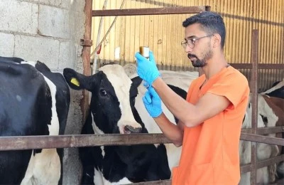 Kilis’te büyükbaş hayvanlarda şap hastalığı  