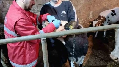 Kilis&rsquo;te B&uuml;y&uuml;kbaş Hayvanlarda Şap ve Brusella &Ouml;nleniyor