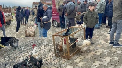 Kilis&rsquo;te Canlı Tavuk Pazarına Yoğun İlgi: K&ouml;y Tavuğu &Ouml;n Planda