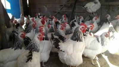 Kilis’te tavuk satışları yasaklandı