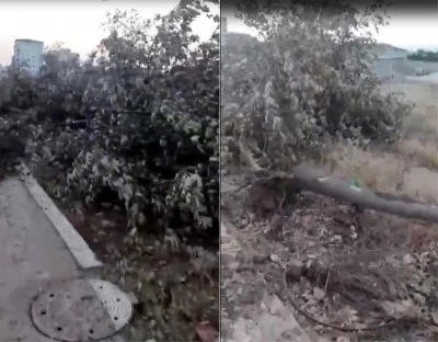 Kilis’te Çevre Yolu Çalışmaları Ağaçlara Zarar Verdi: Belediye Karayollarını Uyardı
