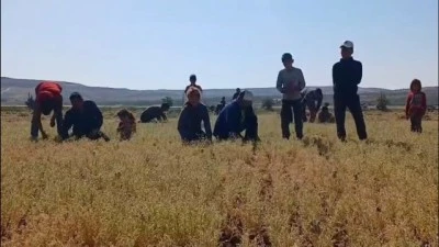 Kilis'te çiftçiler dertli [ÖZEL HABER]