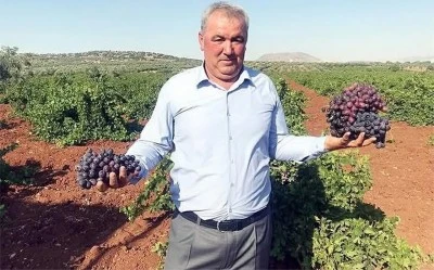 Kilis'te çiftçiler tepkili: Mazot 55 TL, üzüm 13 TL 