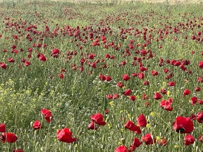 Kilis&rsquo;te &Ccedil;ift&ccedil;iyi Şaşırtan Olay