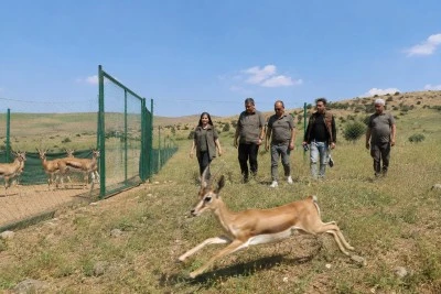 Kilis'te Dağ Ceylanlarının &Uuml;retme İstasyonu İncelendi