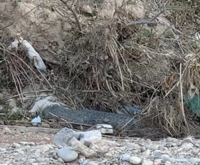 Kilis'te Dev Yılan Paniği!