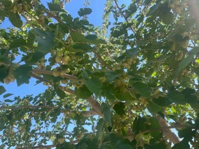 Kilis’te Doğal Lezzet Mevsimi Başladı