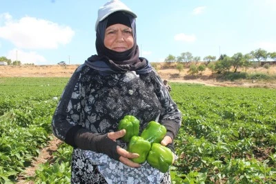  Kilis'te Dolmalık Biber Tarlada 40 TL, Markette 100 TL