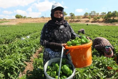 Kilis'te Dolmalık Sebze Fiyatlar  