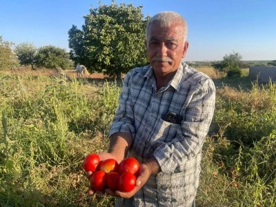 Kilis&rsquo;te Domates Tarlada Kaldı! 90 Bin TL Masraf, 23 Bin TL Satış