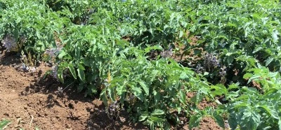 Kilis'te domates üreticilerine &quot;Canavar Otu&quot; uyarısı!
