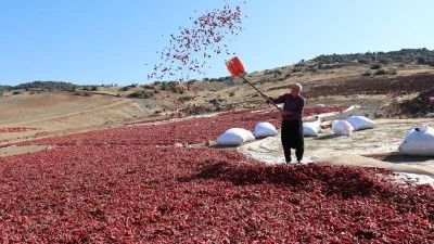 Kilis'te Emeğin ve Acının Rengi: Pul Biber